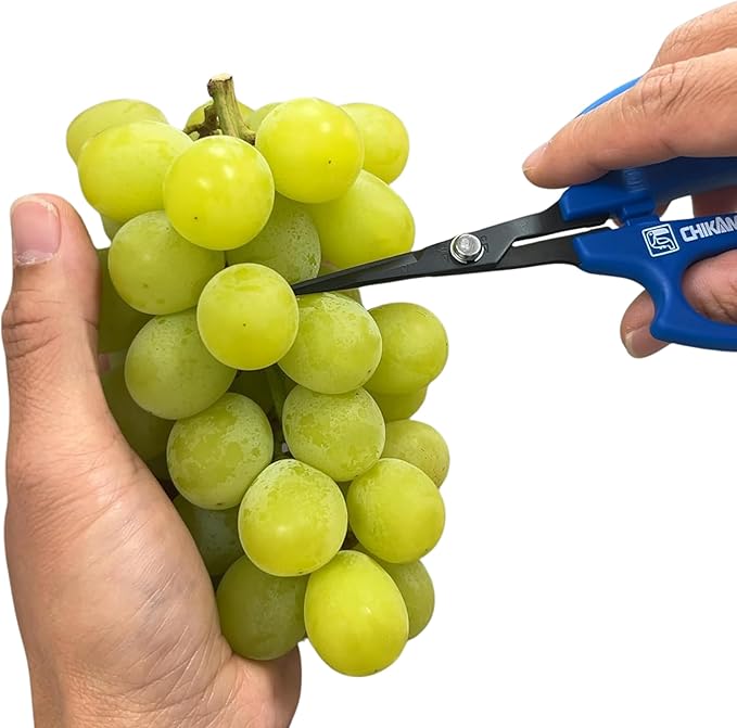 CHIKAMASA B-600SUFB, The Precise Specialty Trimming Scissors, Stainless Steel w/Fluorine Coating, for trimming plants and grapes, excellent for narrow stem-thinning inside closed and tangled spaces.