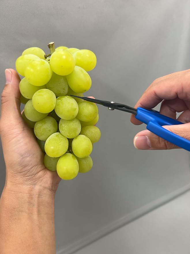 CHIKAMASA B-600SLUFB, The Precise Specialty Trimming Scissors, S/S L-Shape Blade, Fluorine Coating, for trimming plants and grapes, excellent for narrow stem-thinning inside closed and tangled spaces.